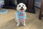 Un Maltipoo assis sur un parquet et portant un foulard autour du cou