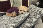 Un Maltipoo allongé sur un coussin et portant un pull-over 