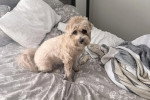 Un Maltipoo assis sur un lit