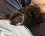 Un Maltipoo allongé sur les cuisses d'une personne