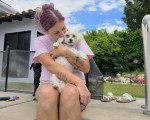 Un Maltipoo tenu par une femme