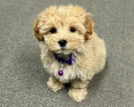 Un Maltipoo assis sur une moquette 