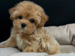 Un Maltipoo assis sur un panier