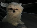 Un Maltipoo allongé sur une couverture