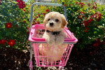 Un Maltipoo assis dans une poussette et portant un collier autour du cou