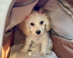 Un Maltipoo à l'intérieur d'une niche et portant un collier autour du cou