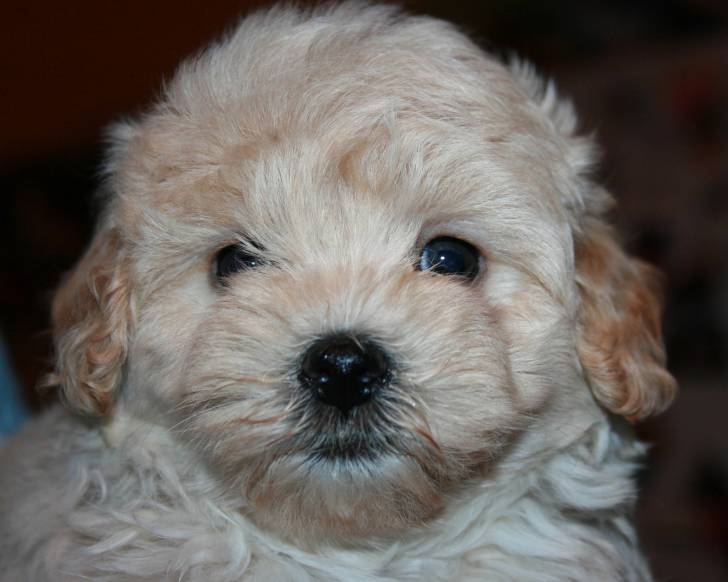 Photo Maltipoo