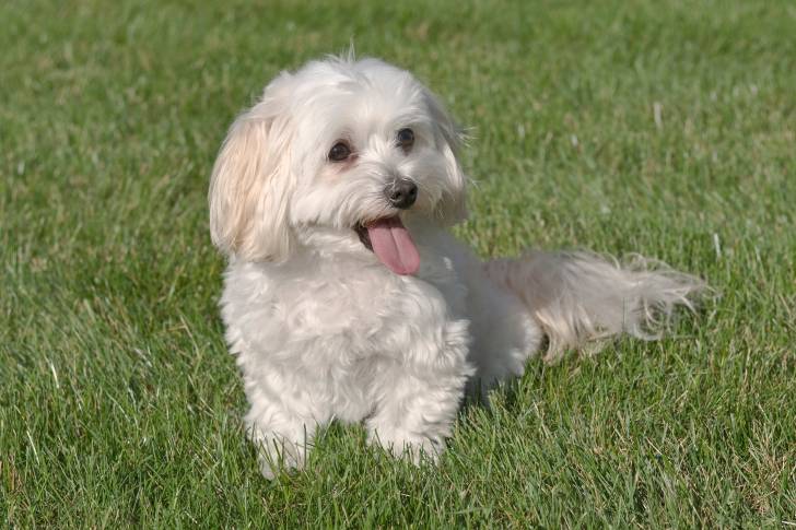 Photo Maltipoo