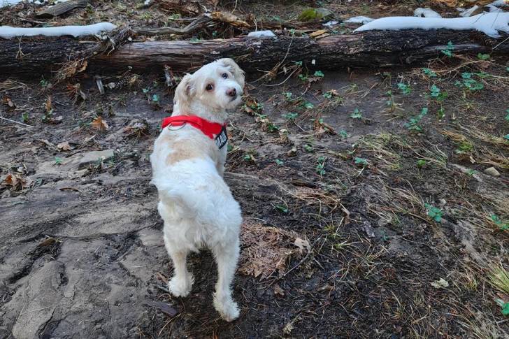 Un Maltipoo sur un sol forestier et portant un harnais rouge 