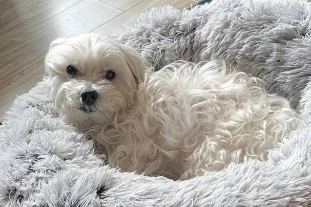Un Maltipoo allongé dans un panier 
