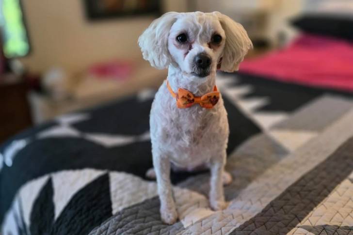 Un Maltipoo assis sur un lit et portant un nœud autour du cou