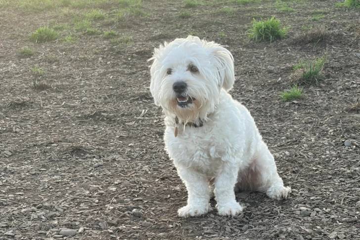 Un Maltipoo assis sur un terrain herbeux et portant un collier autour du cou