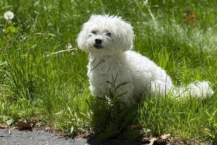 Un Maltipoo assis sur un terrain herbeux