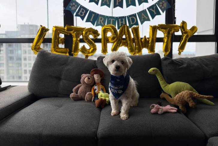 Un Maltipoo assis sur un canapé et portant un foulard autour du cou