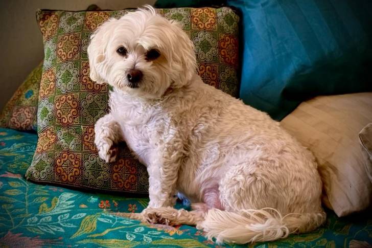 Un Maltipoo allongé sur un lit
