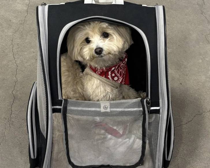 Un Maltipoo à l'intérieur d'un sac