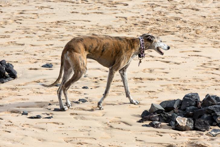 Photo Lévrier Rampur