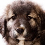 Berger du Caucase - Berger du Caucase