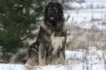 Berger du Caucase - Berger du Caucase