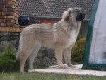 Berger du Caucase Chaïka - Berger du Caucase