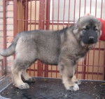 berger du caucase - Berger du Caucase