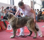 berger du caucase - Berger du Caucase