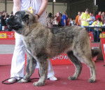 berger du caucase - Berger du Caucase