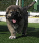 berger du caucase - Berger du Caucase