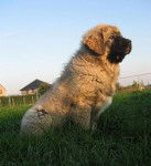 berger du caucase - Berger du Caucase