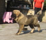 berger du caucase - Berger du Caucase