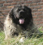 berger du caucase - Berger du Caucase