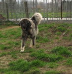 Berger du Caucase - Berger du Caucase