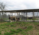 Berger du Caucase - Berger du Caucase