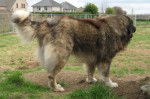 Berger du Caucase - Berger du Caucase