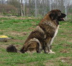 Berger du Caucase - Berger du Caucase
