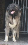 Berger du Caucase - Berger du Caucase