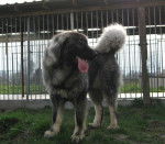 Berger du Caucase - Berger du Caucase