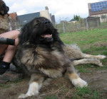 Berger du Caucase - Berger du Caucase