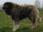 Berger du Caucase - Berger du Caucase