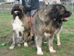 Berger du Caucase - Berger du Caucase