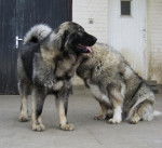 Berger du Caucase - Berger du Caucase