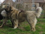 Berger du Caucase - Berger du Caucase