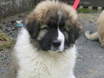 berger du caucase - Berger du Caucase