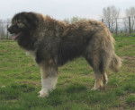 Berger du Caucase - Berger du Caucase
