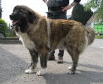 Berger du Caucase - Berger du Caucase
