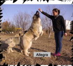 S-Allegra de Brailita- berger du caucase - Berger du Caucase