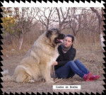 Codina de Brailita- berger du caucase - Berger du Caucase