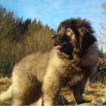 tafari - Berger du Caucase Mâle (4 mois)