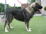 berger du caucase - Berger du Caucase Femelle