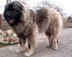 berger du caucase - Berger du Caucase